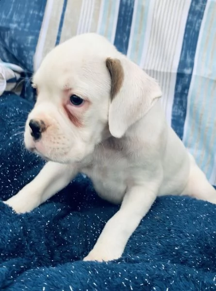 regalo estremamente carino cuccioli di boxer per l'adozione