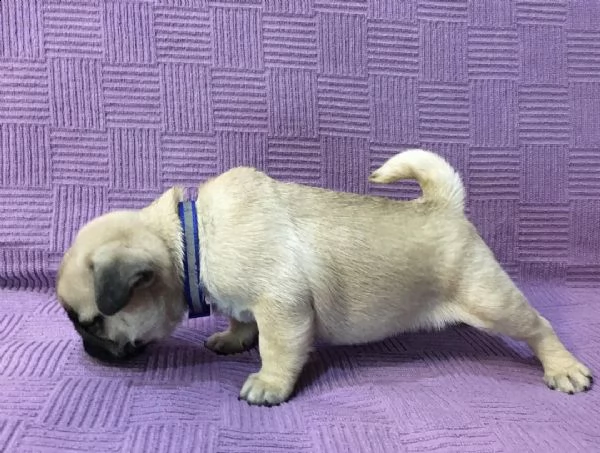  regalo carlino | Foto 0