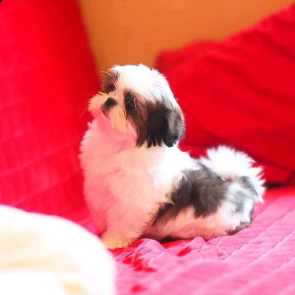    regalo shih-tzu  toy