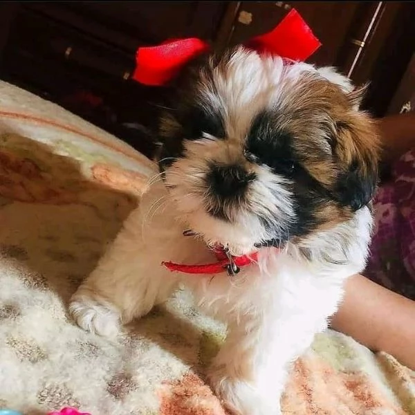    regalo shih-tzu  toy | Foto 0
