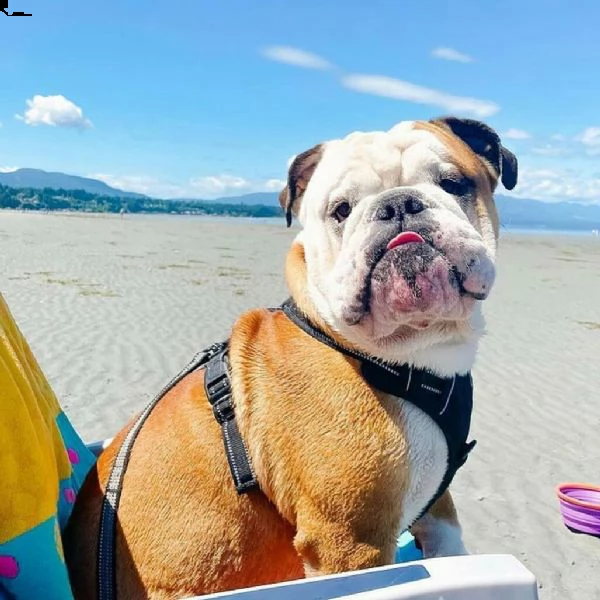 3 mesi di età cucciolo bulldog inglese. grande cane grande addestrato. buono con i bambini per la ma