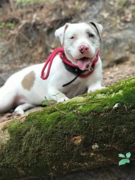 regalo bellissimi maschi e femmine pitbull cuccioli