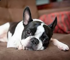 adorabili cuccioli di boston terrier 