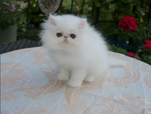 gattini persiano white | Foto 0