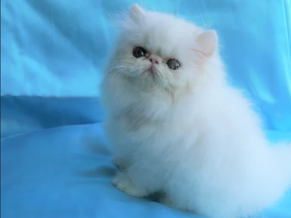 gattini persiano white