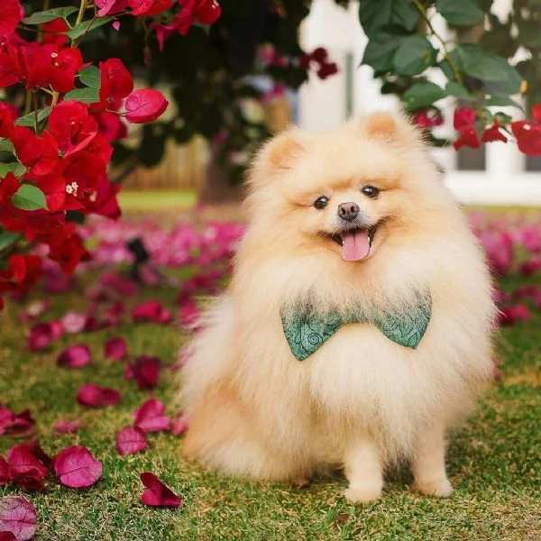 volpino di pomerania cucciolo di 3 mesi,microchippato vaccinato, bellissimo esemplare,altezza al gar