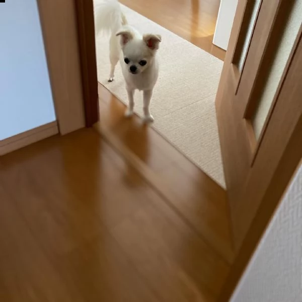regalo cuccioli dolce e bella chihuahua toy stiamo dando questi nostri cuccioli sani maschi e femmin