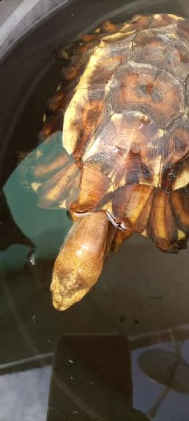 regalo tartaruga kinixys erosa