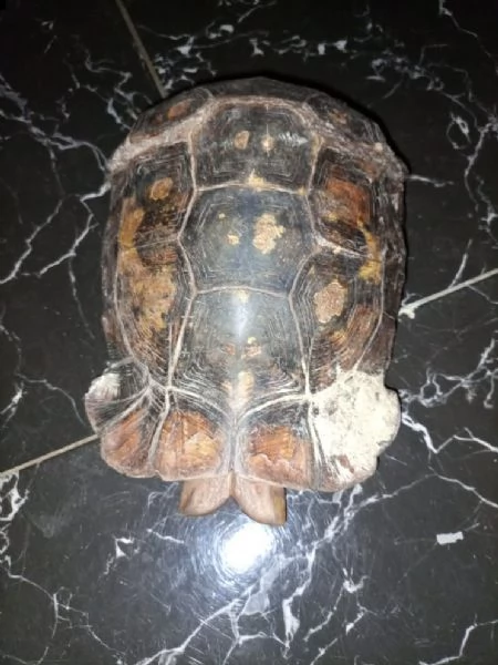 regalo tartaruga in cerca di nuova casa