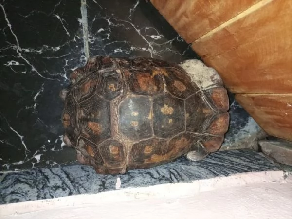 regalo tartaruga di hermanns di anni in cerca di una casa amorevole