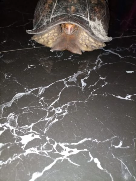 regalo tartaruga gigante di aldabra
