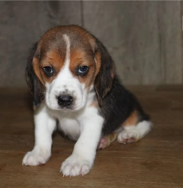 regalo beagle cuccioli meravigliosi ! 