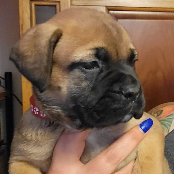 regalo cuccioli bullmastiff  adorabili cuccioli di bullmastiff femmine e maschi disponibili in adozi
