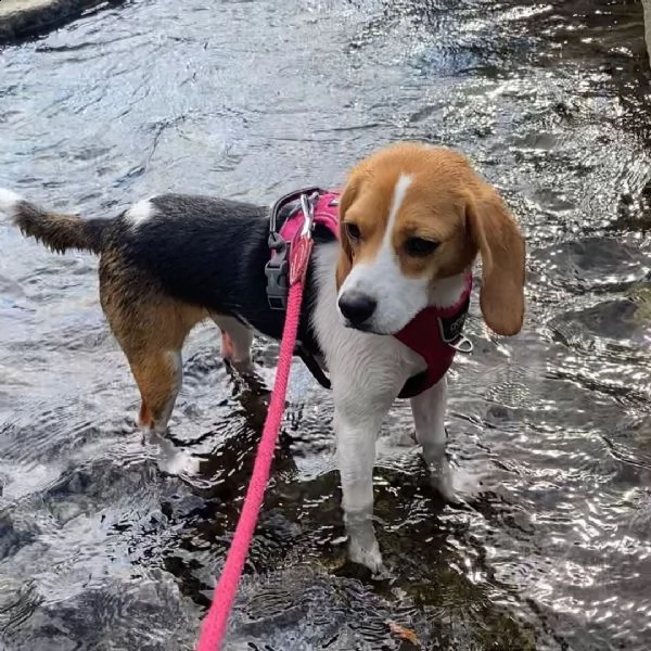 regalo cuccioli dolce e bella beagle stiamo dando questi nostri cuccioli sani maschi e femmine in un