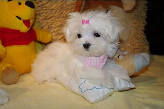  regalo cucciolo regalo maltese. | Foto 0
