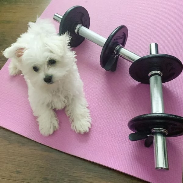  regalo cucciolo regalo maltese.