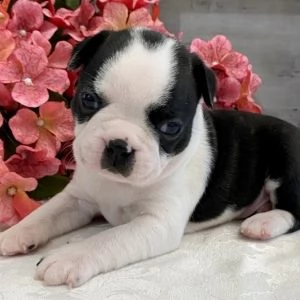 regalo beagle | Foto 2