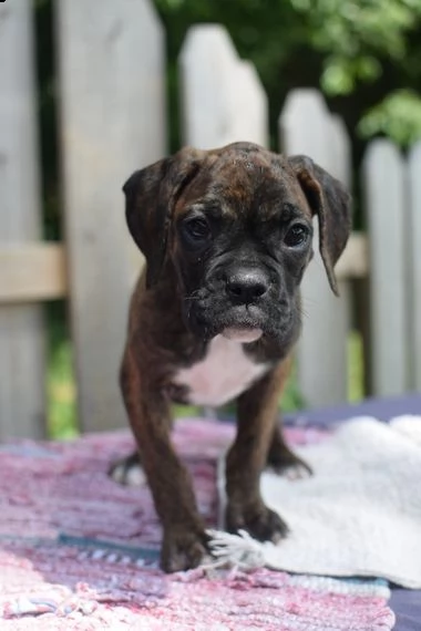 regalo boxer | Foto 0