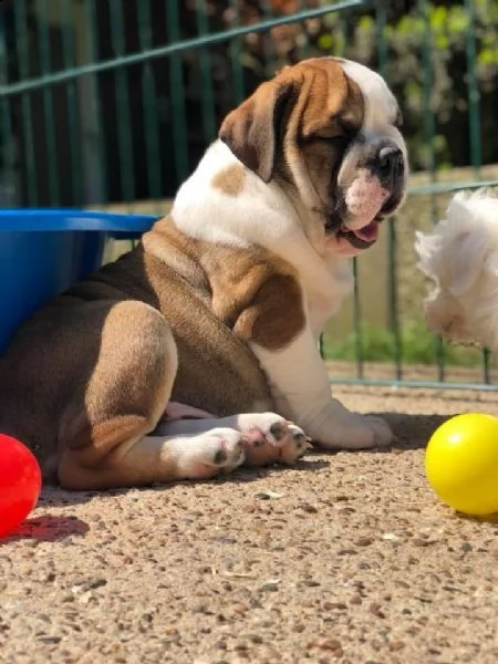 cuccioli bulldog inglese  | Foto 2