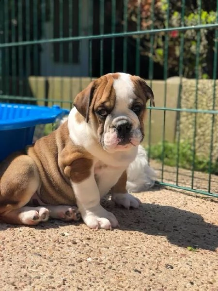 cuccioli bulldog inglese  | Foto 1