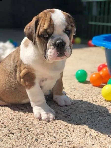cuccioli bulldog inglese  | Foto 0