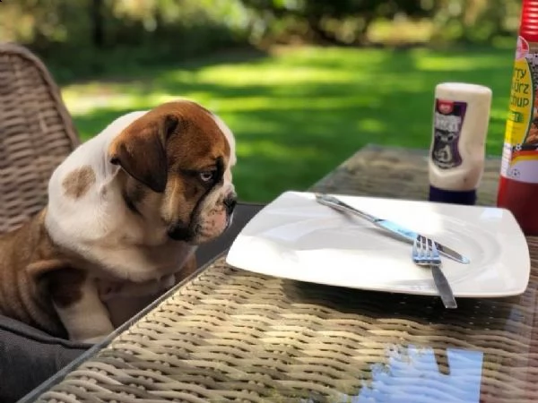 cuccioli bulldog inglese 