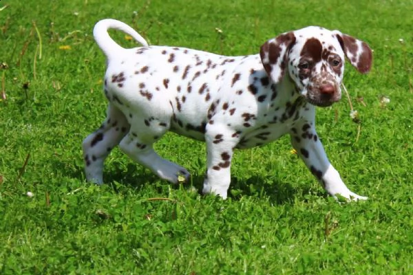 cuccioli dalmata con prestigioso pedigree | Foto 0
