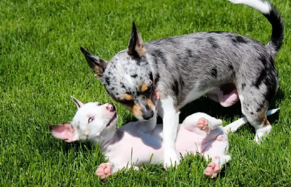 chihuahua cuccioli disponibili | Foto 0
