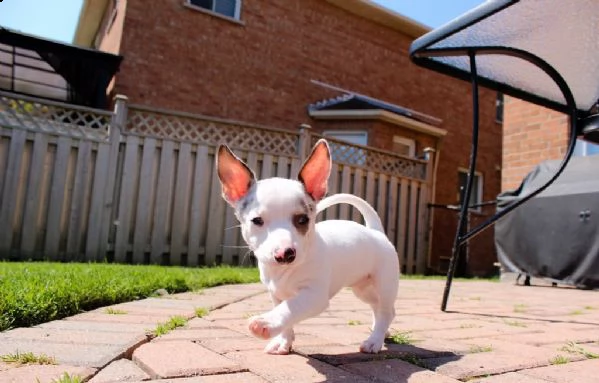 chihuahua cuccioli disponibili