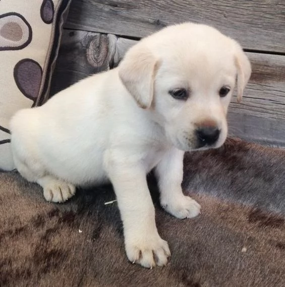  regalo cuccioli di labrador
