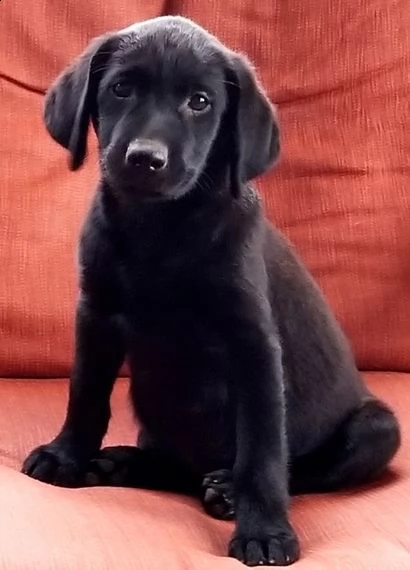 regalo cuccioli di labrador | Foto 0