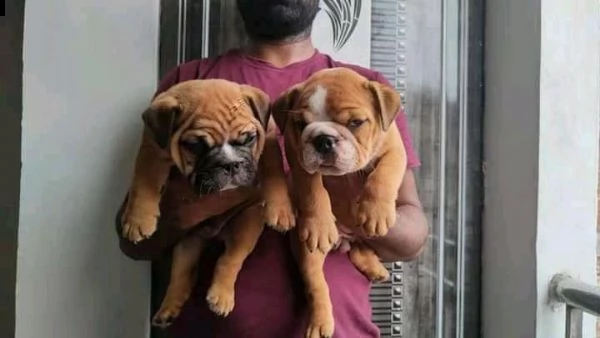  regalo   bulldog inglese | Foto 0