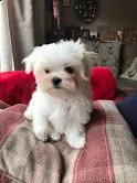 2maltese toy