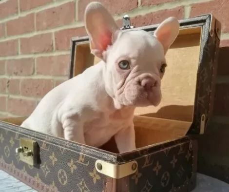 adozione bouledoague francese | Foto 0