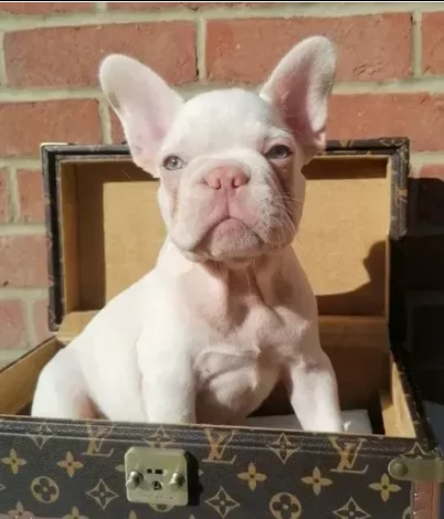 adozione bouledoague francese