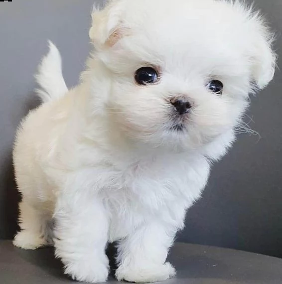  bellissimi cuccioli teacup maltese in adozione. sono molto sani, carini e pronti a unirsi a una nuo