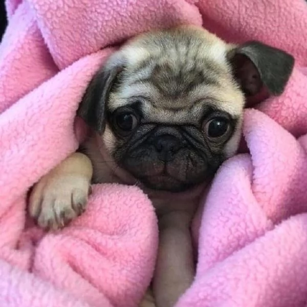 regalo carlino | Foto 0