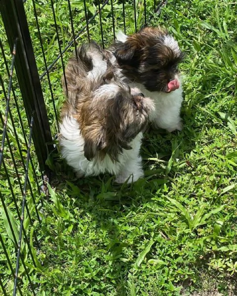    regalo shih-tzu  toy