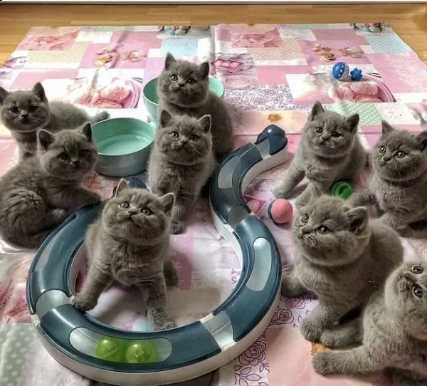 bristish shorhair | Foto 0