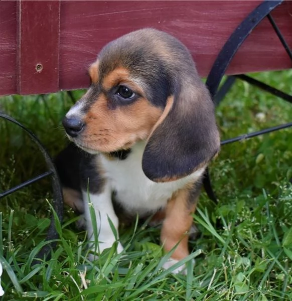  regalo beagle cuccioli meravigliosi ! 