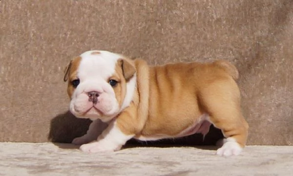 bellissimi cuccioli bulldog inglese in adozione. sono molto sani, carini e pronti a unirsi a una nuo