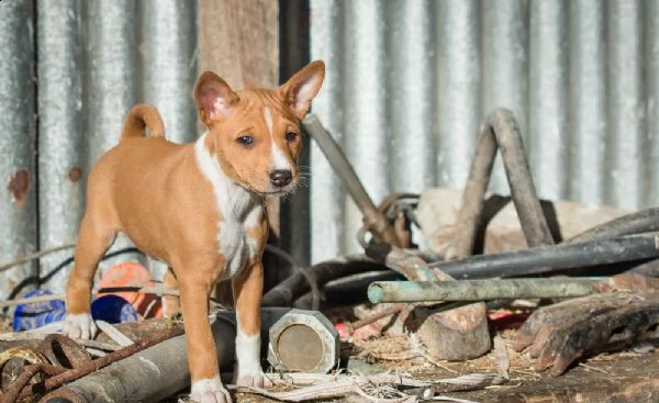 belllissimi cuccioli di basenji