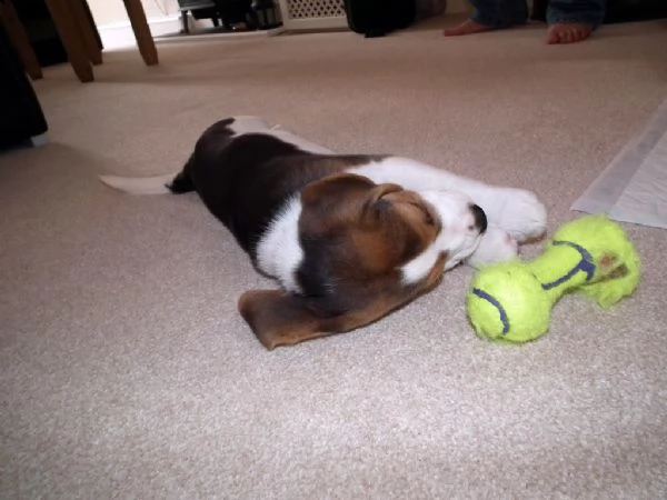 splendidi cuccioli di beagle | Foto 1