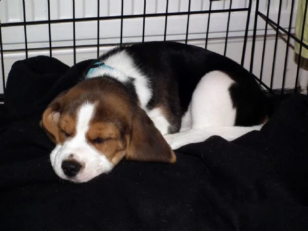 splendidi cuccioli di beagle | Foto 0