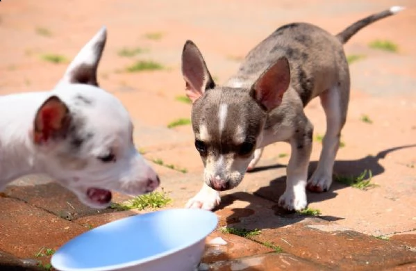 chihuahua cuccioli disponibili