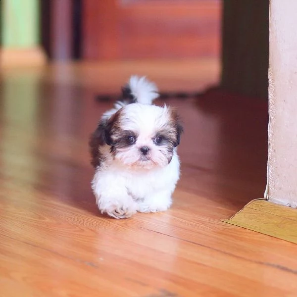    regalo shih-tzu  toy | Foto 0