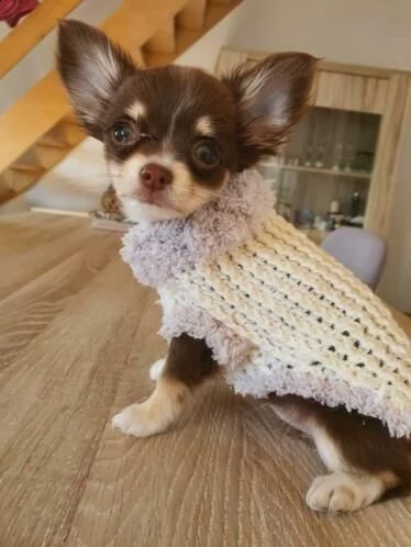 simpatico cucciolo di chihuahua