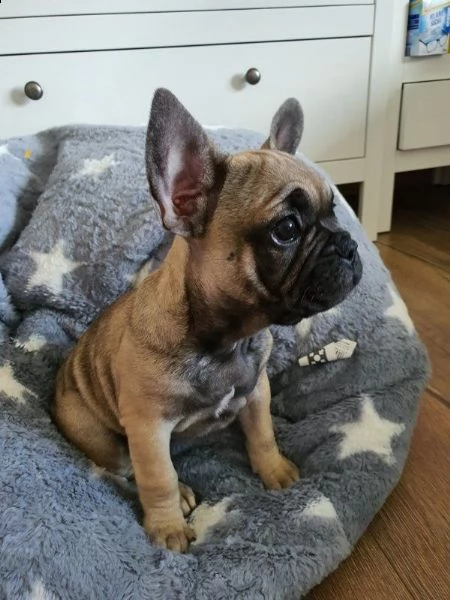 cuccioli di bulldog francese 