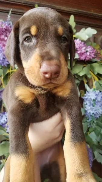 regalo adorabili cuccioli  dobermann
