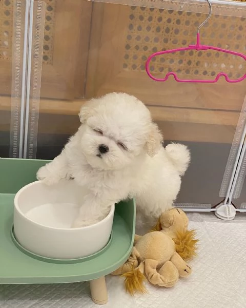  regalo maltese | Foto 0